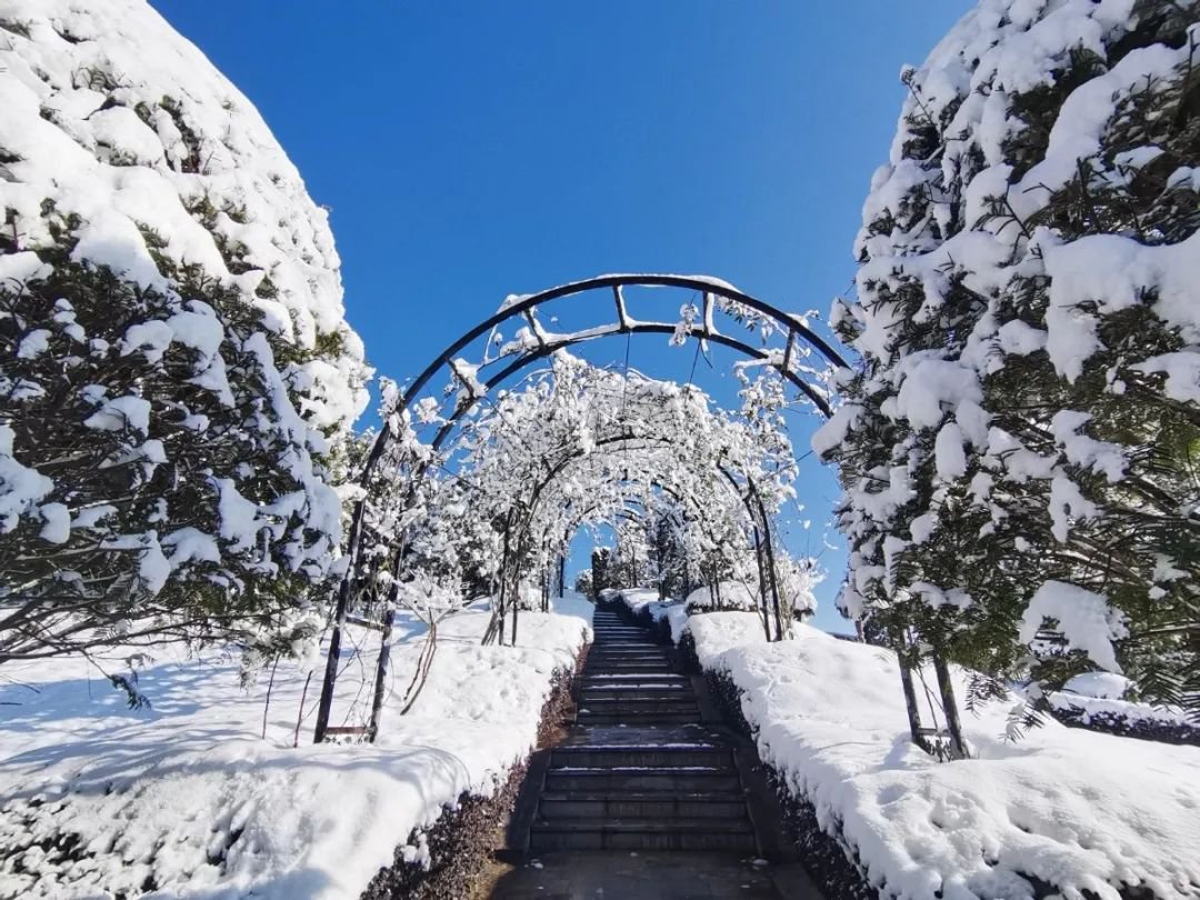 雪落玉龙，，，，，，三冬含暖。。。。。