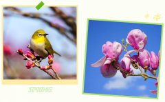 春启122cc太阳集成游戏